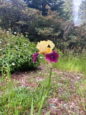 Meet your Posher, Iris